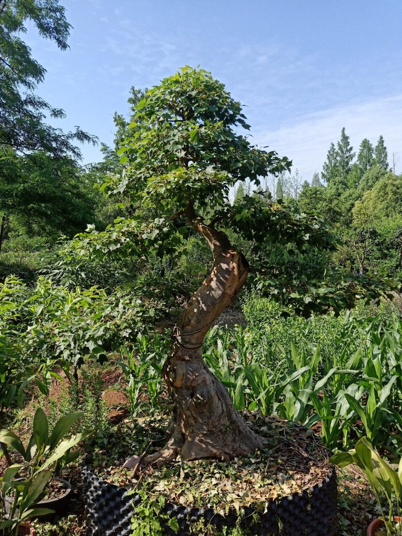 榆树盆景