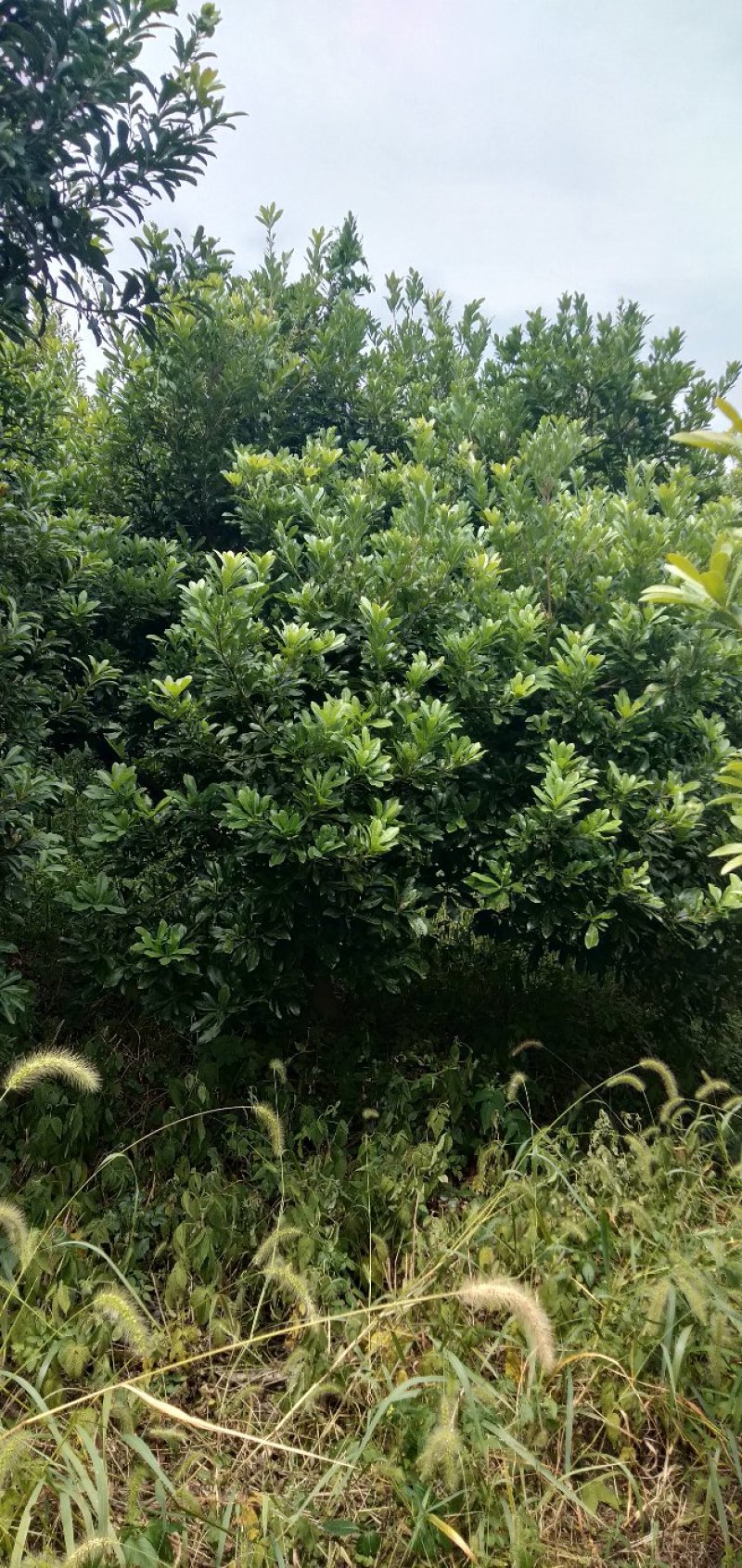 东魁杨梅树）精品东魁杨梅树，，，，，，，，，，
