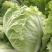 【热卖】白菜江苏夏阳白菜万亩基地持续供应全国发货