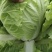 【热卖】白菜江苏夏阳白菜万亩基地持续供应全国发货