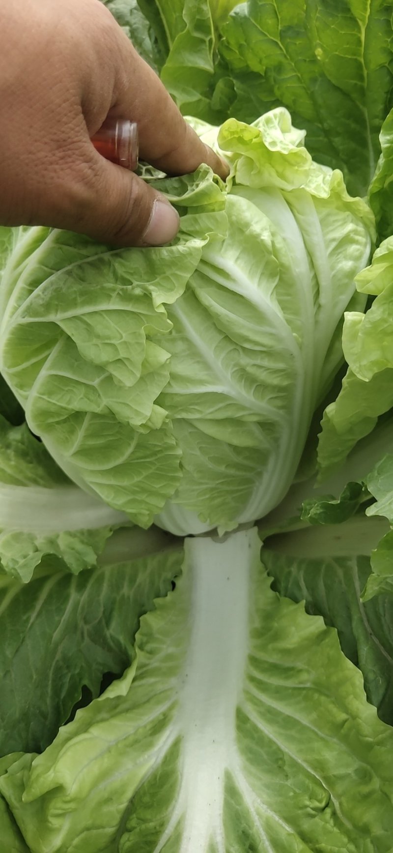 【热卖】白菜江苏夏阳白菜万亩基地持续供应全国发货