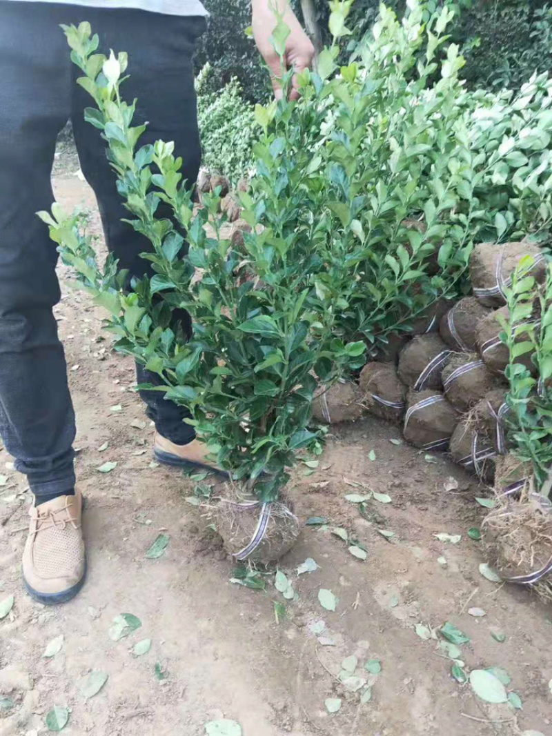 卫矛苗大叶扶芳藤卫矛卫矛球成活率99