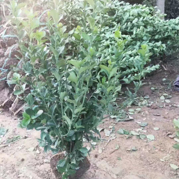 卫矛苗大叶扶芳藤卫矛卫矛球成活率99