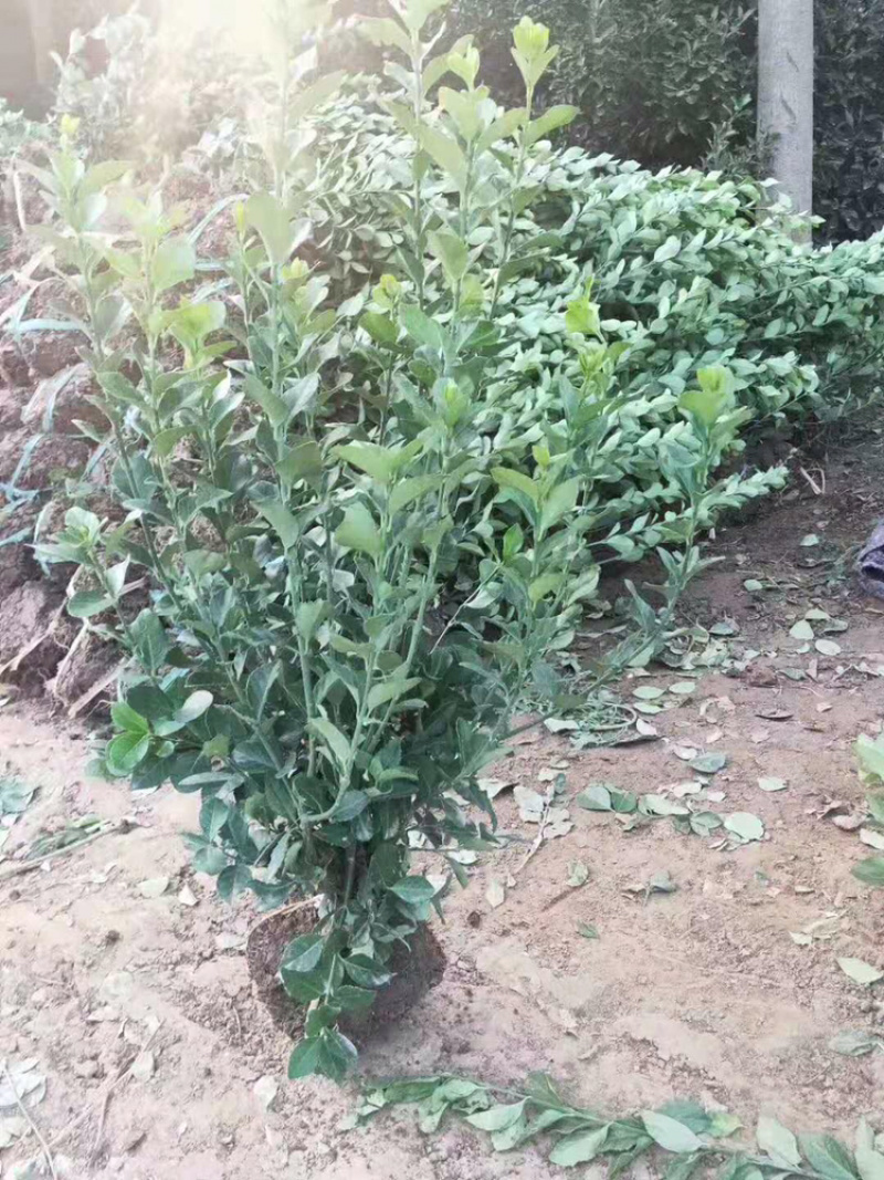 卫矛苗大叶扶芳藤卫矛卫矛球成活率99