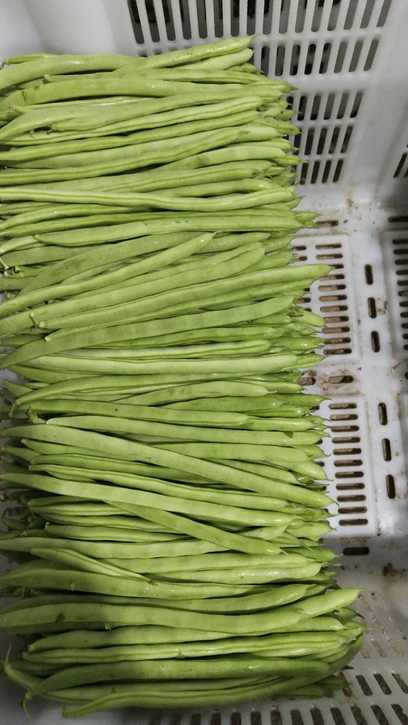 四季豆小金豆长度20-25cm原产地直供