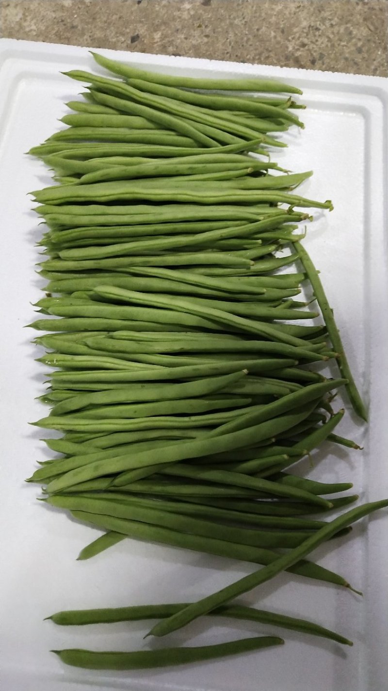 四季豆小金豆长度20-25cm原产地直供