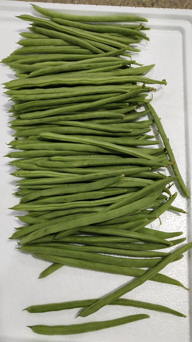 四季豆小金豆长度20-25cm原产地直供