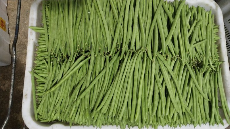 四季豆小金豆长度20-25cm原产地直供