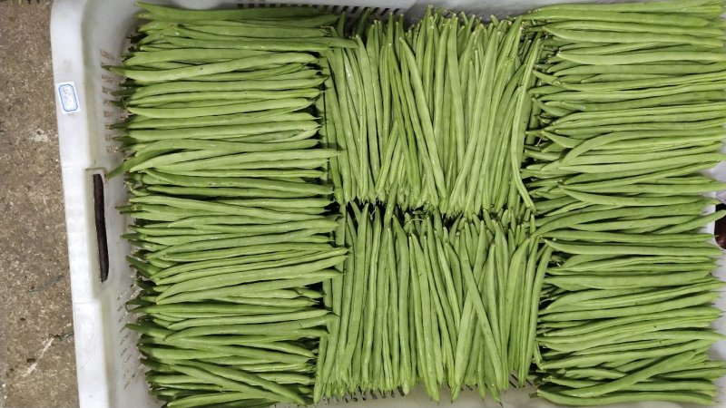 四季豆小金豆长度20-25cm原产地直供