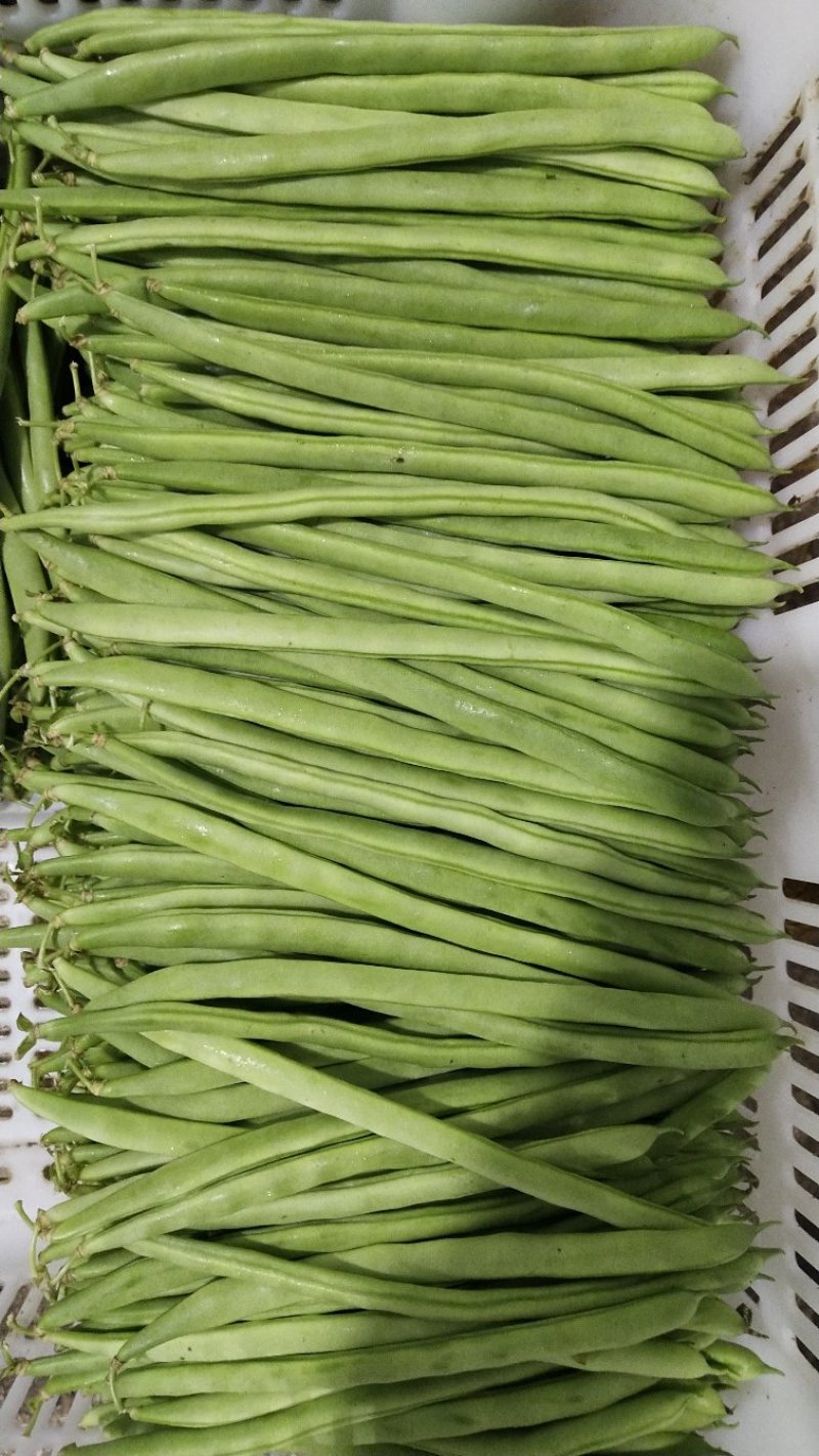 四季豆小金豆长度20-25cm原产地直供
