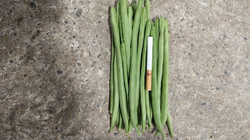 四季豆小金豆长度20-25cm原产地直供