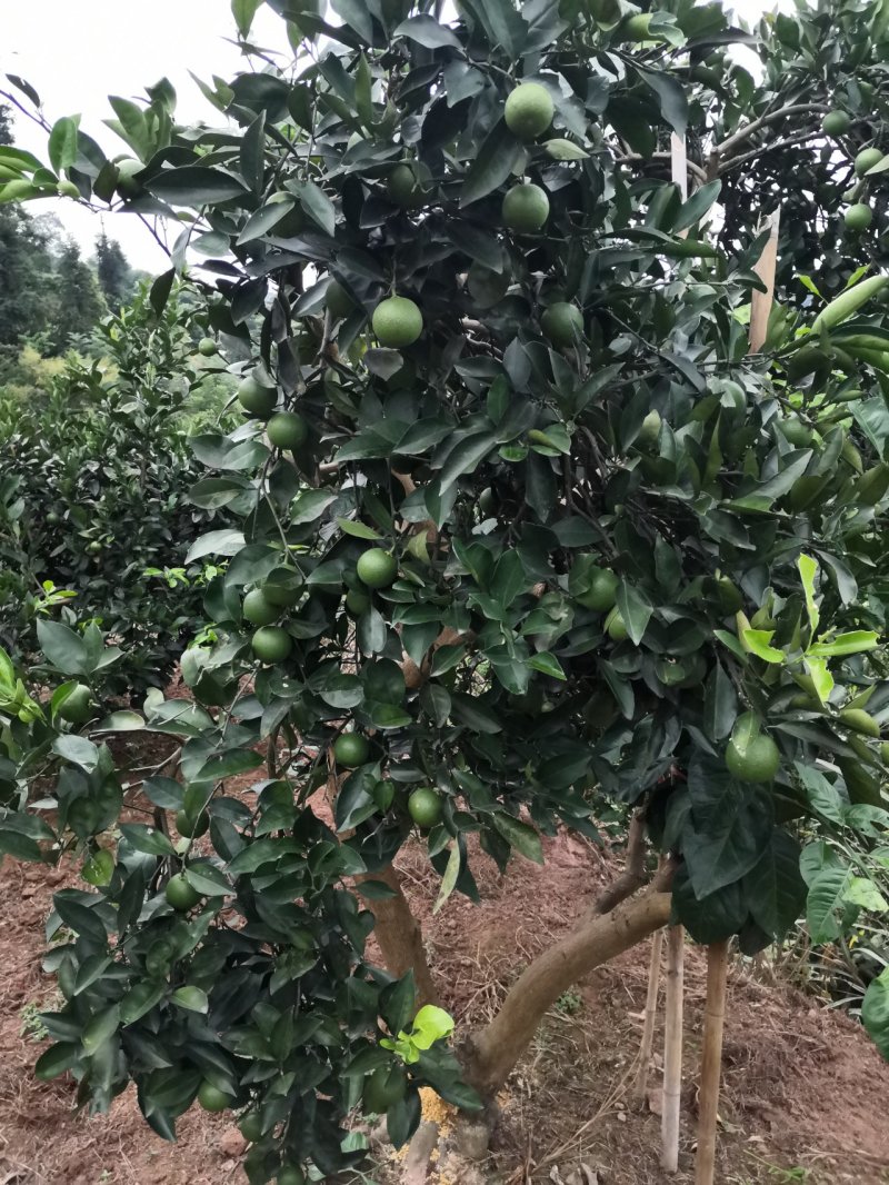 橙子苗，锦密冰糖橙，苗圃直供一手货源，保证成活，死苗补发