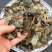 腹水草,道地药材,质优价实,药典标准,一站购齐一公斤起批