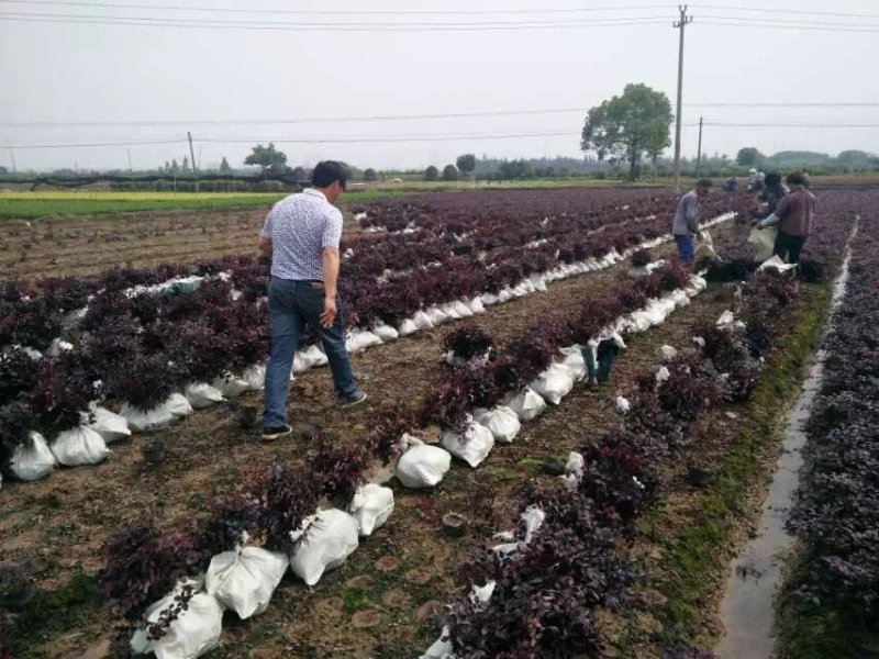 红花继木球红花檵木小苗基地直发包成活