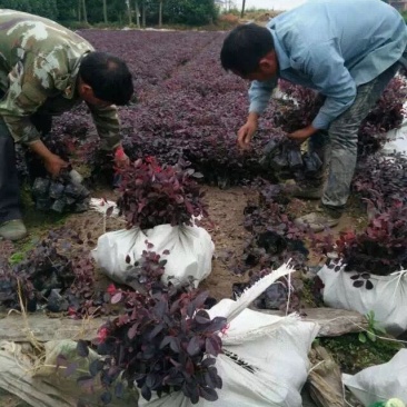 红花继木球红花檵木小苗基地直发包成活