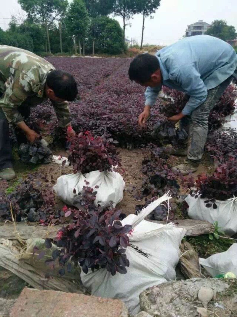 红花继木球红花檵木小苗基地直发包成活