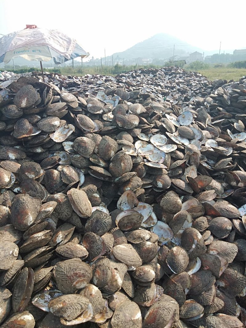 天然淡水珍珠无核珍珠食用药用珍珠大量现货供应