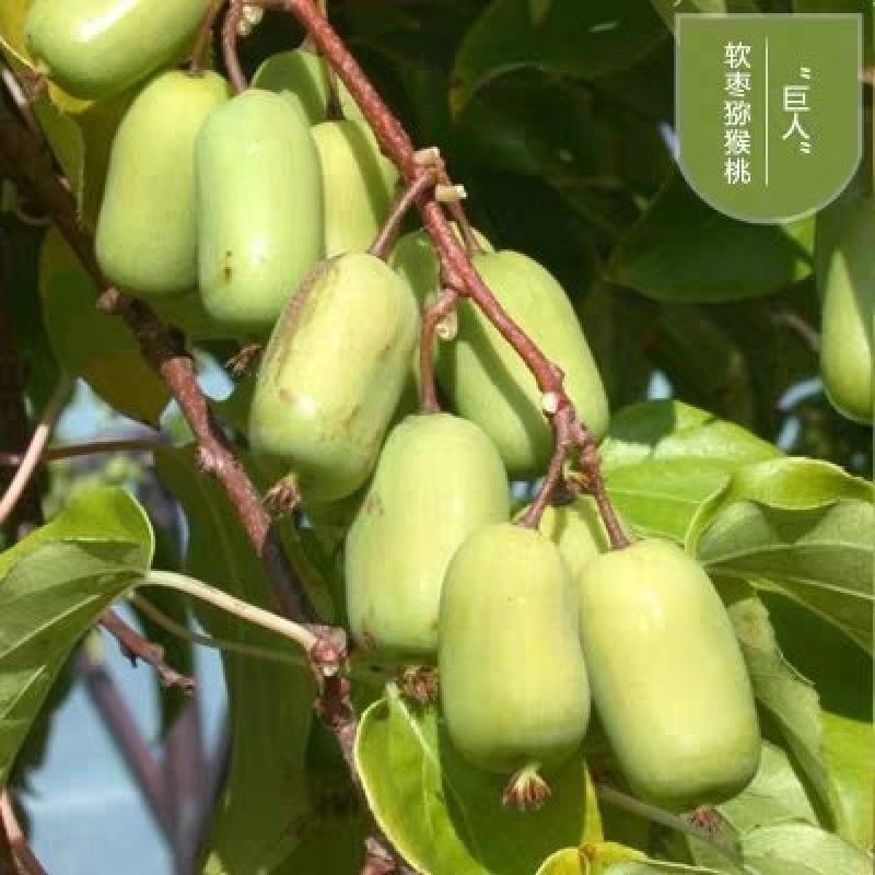 【红心猕猴桃】嫁接苗，香甜可口南方北方都可以种植。