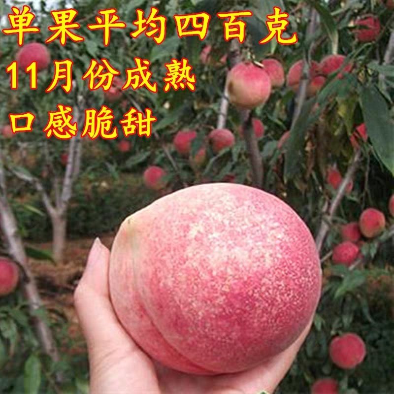 🌳冬桃树苗嫁接苗，当年结果全国包邮，果实爆满香甜可口。