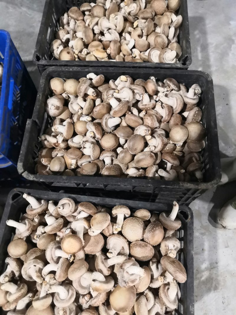 鲜菇