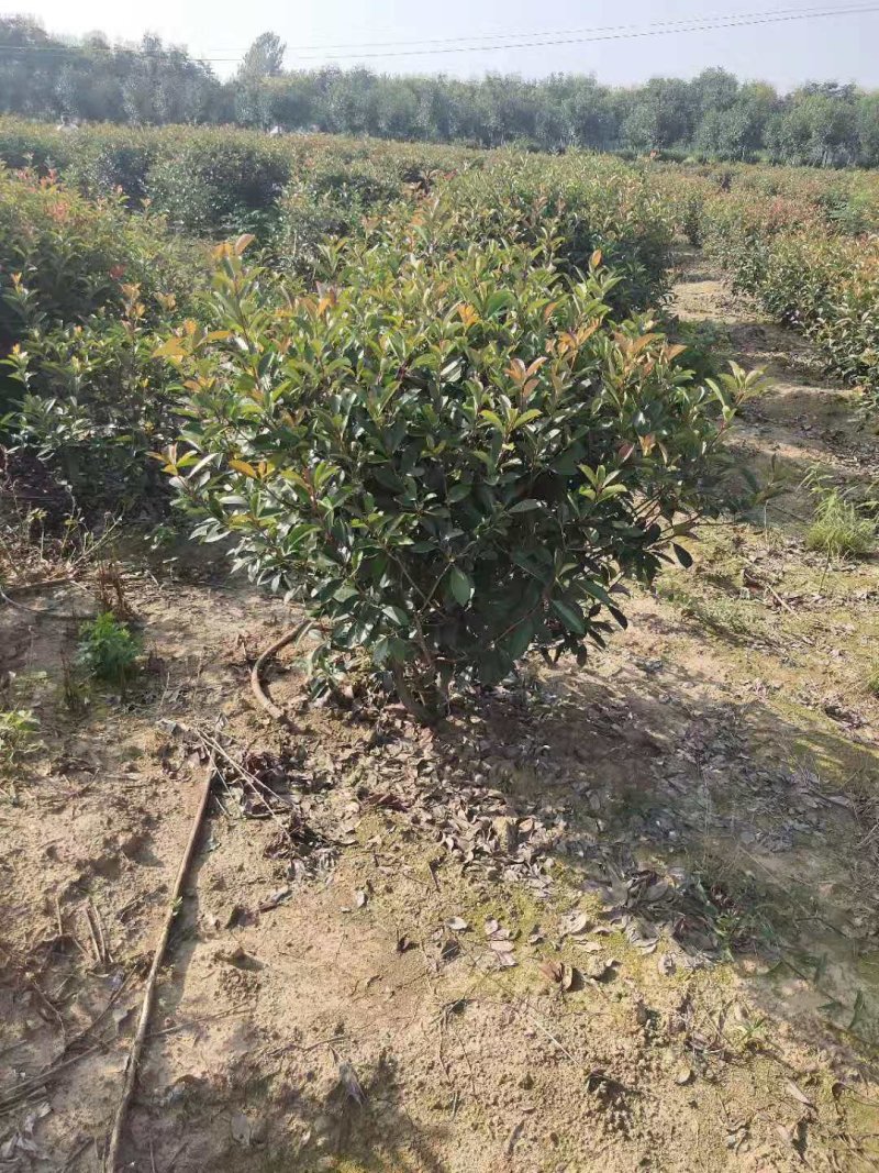 红叶石楠