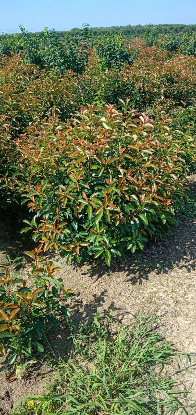 红叶石楠