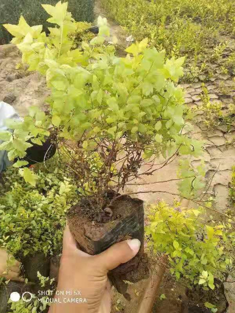 绣线菊绣线菊杯苗30--50公分高产地直销