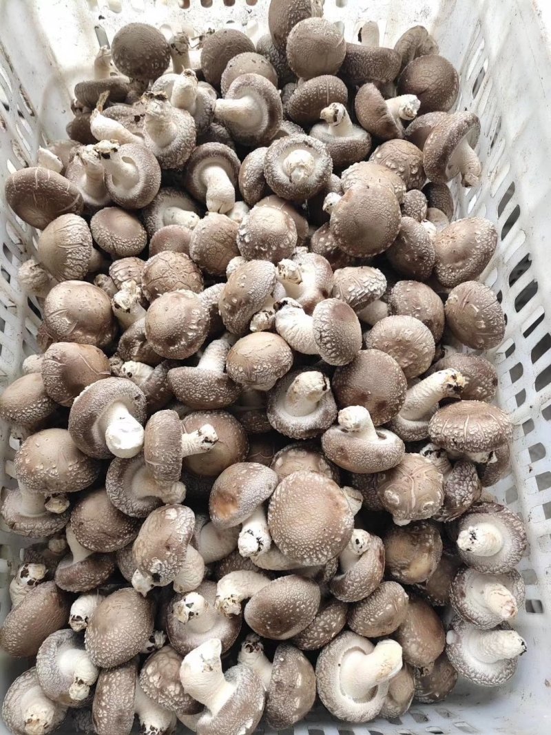 鲜香菇