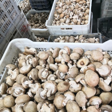 鲜香菇