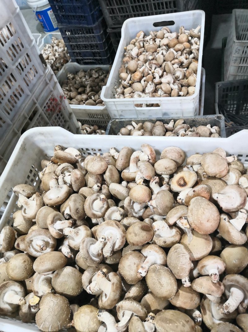 鲜香菇