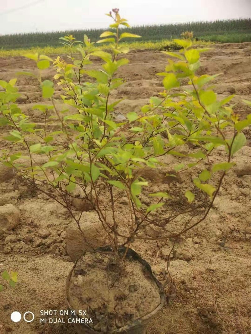 绣线菊绣线菊杯苗30--50公分高产地直销