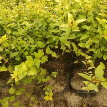 绣线菊绣线菊杯苗30--50公分高产地直销