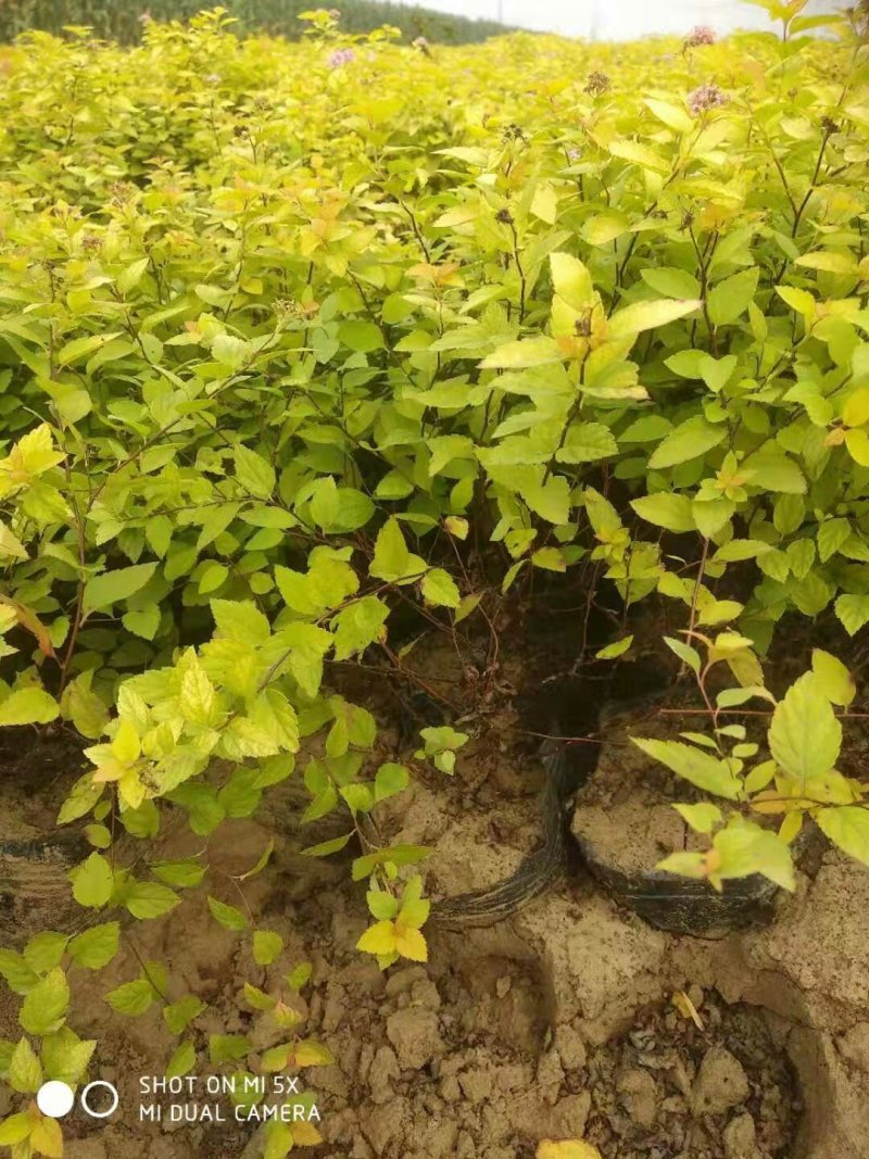 绣线菊绣线菊杯苗30--50公分高产地直销