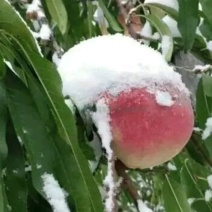 雪桃树苗嫁接苗甜蜜蜜，优质苗，全国包邮，免费种植指导。