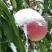 雪桃树苗嫁接苗甜蜜蜜，优质苗，全国包邮，免费种植指导。