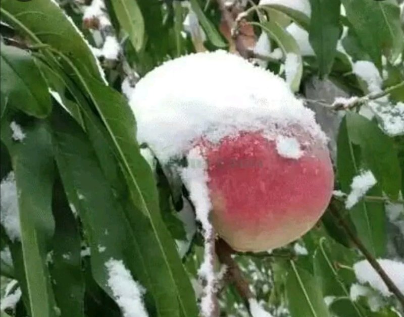 雪桃树苗嫁接苗甜蜜蜜，优质苗，全国包邮，免费种植指导。