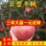雪桃树苗嫁接苗甜蜜蜜，优质苗，全国包邮，免费种植指导。
