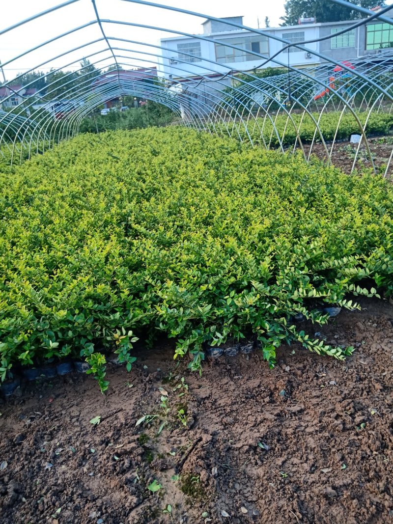 基地直销常年供应金叶女贞球卫矛球大叶黄杨球红叶石楠球金森