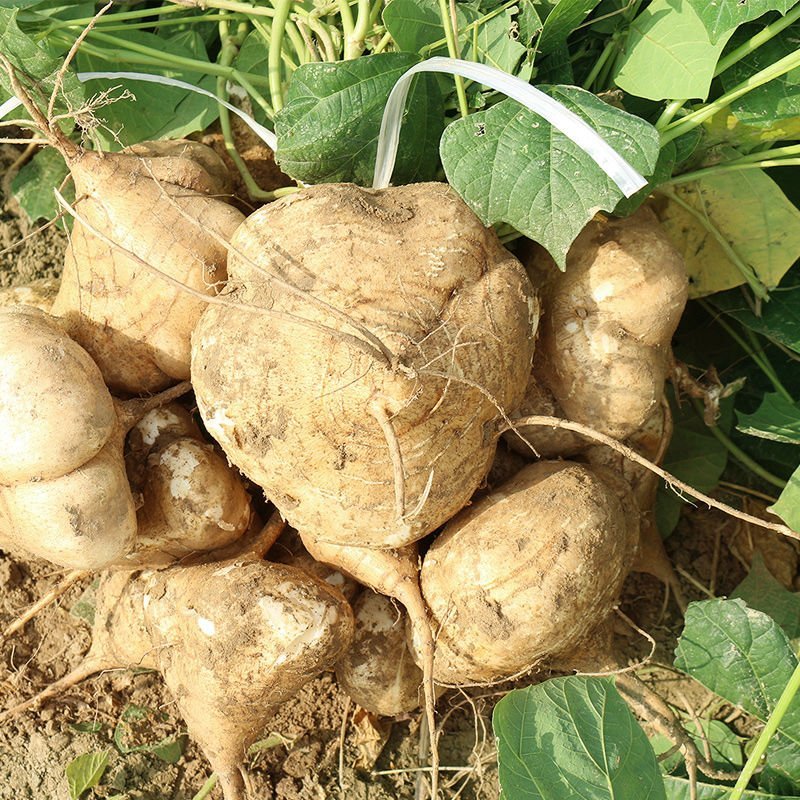 凉薯新货上架