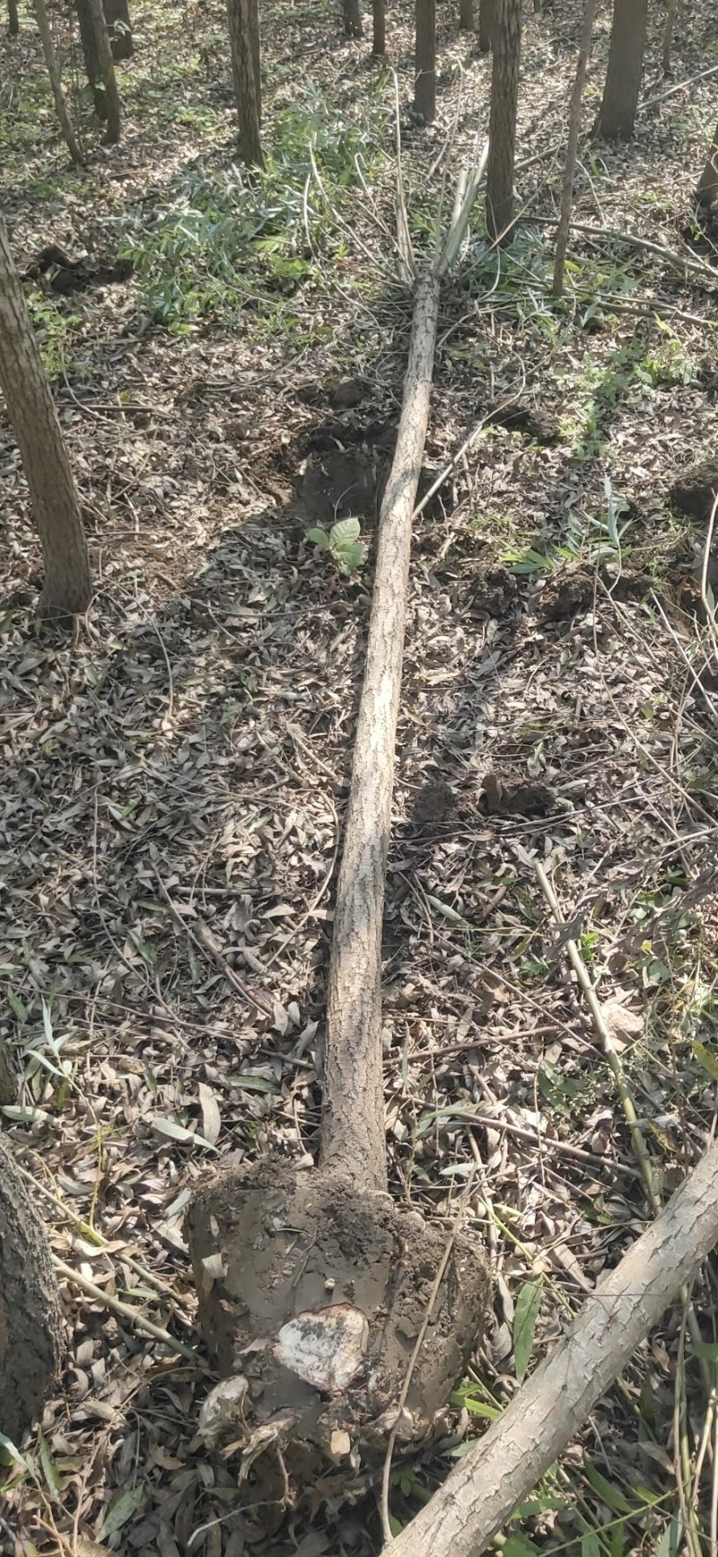 本地苗圃柳树直柳支持看货打号装车付款……