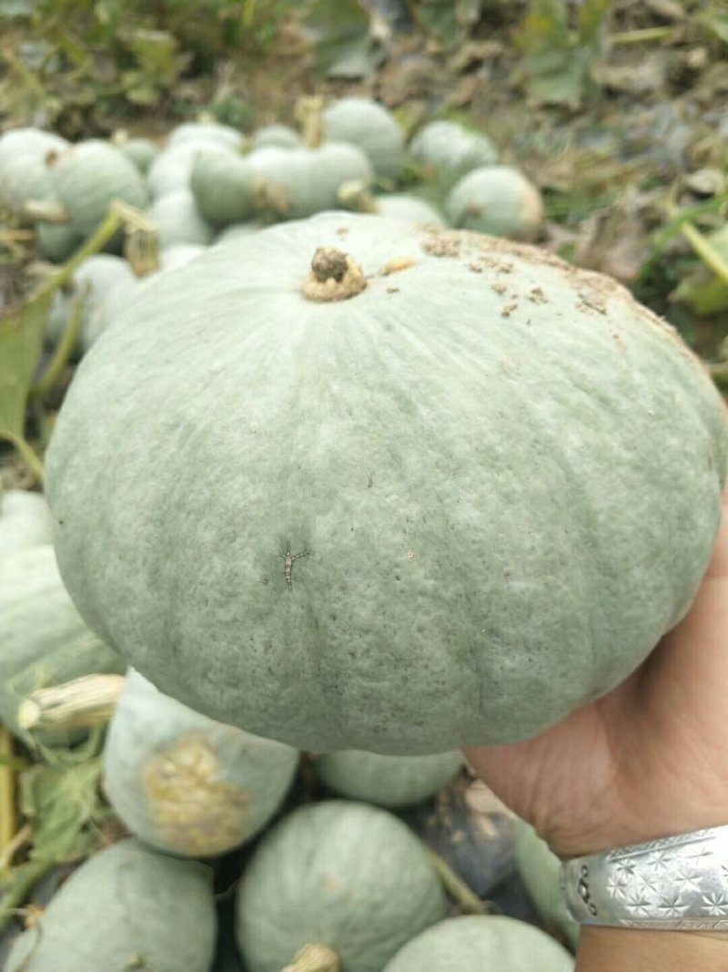 出售红，绿，银南瓜