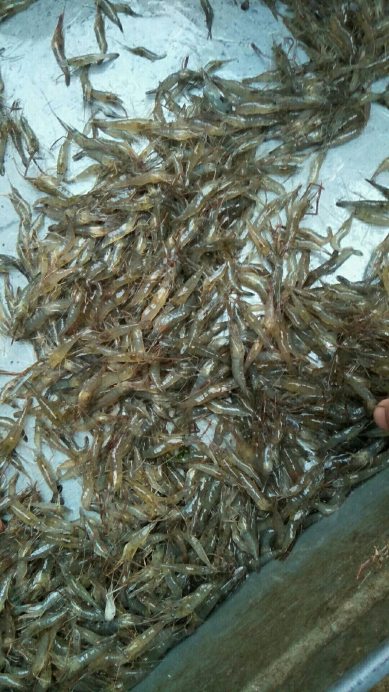 今年的鱼、虾又上市了，因河水清澈，故虾体圆润、剔透。