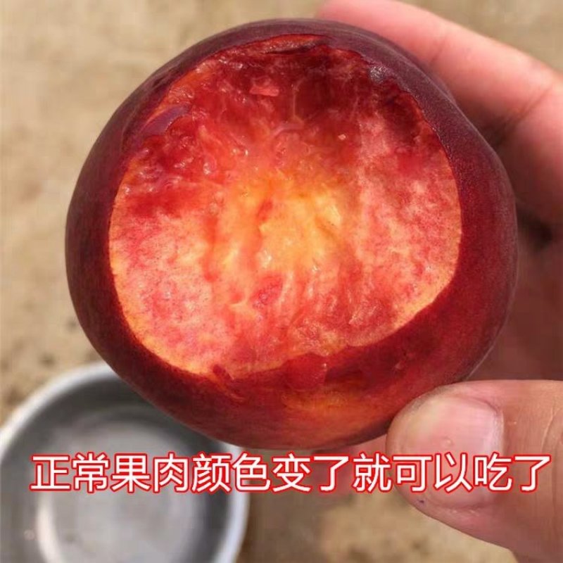 山东优质苗黑桃皇后桃树嫁接苗，现挖现卖包成果技术指导。