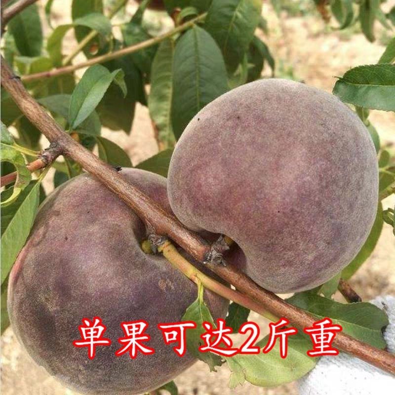 山东优质苗黑桃皇后桃树嫁接苗，现挖现卖包成果技术指导。