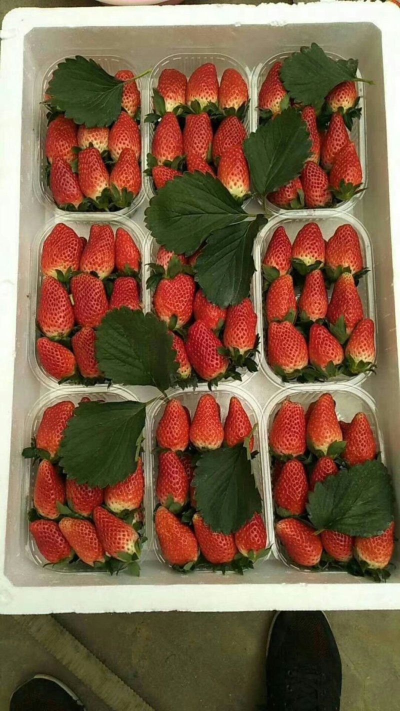 红颜九九草莓苗，甜宝，章姬，妙香，宁玉现挖现发基地直销。