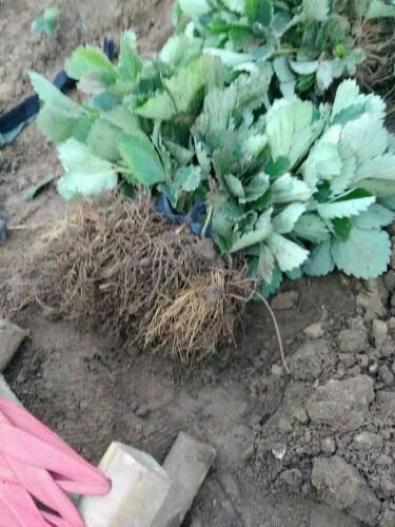 红颜九九草莓苗，甜宝，章姬，妙香，宁玉现挖现发基地直销。