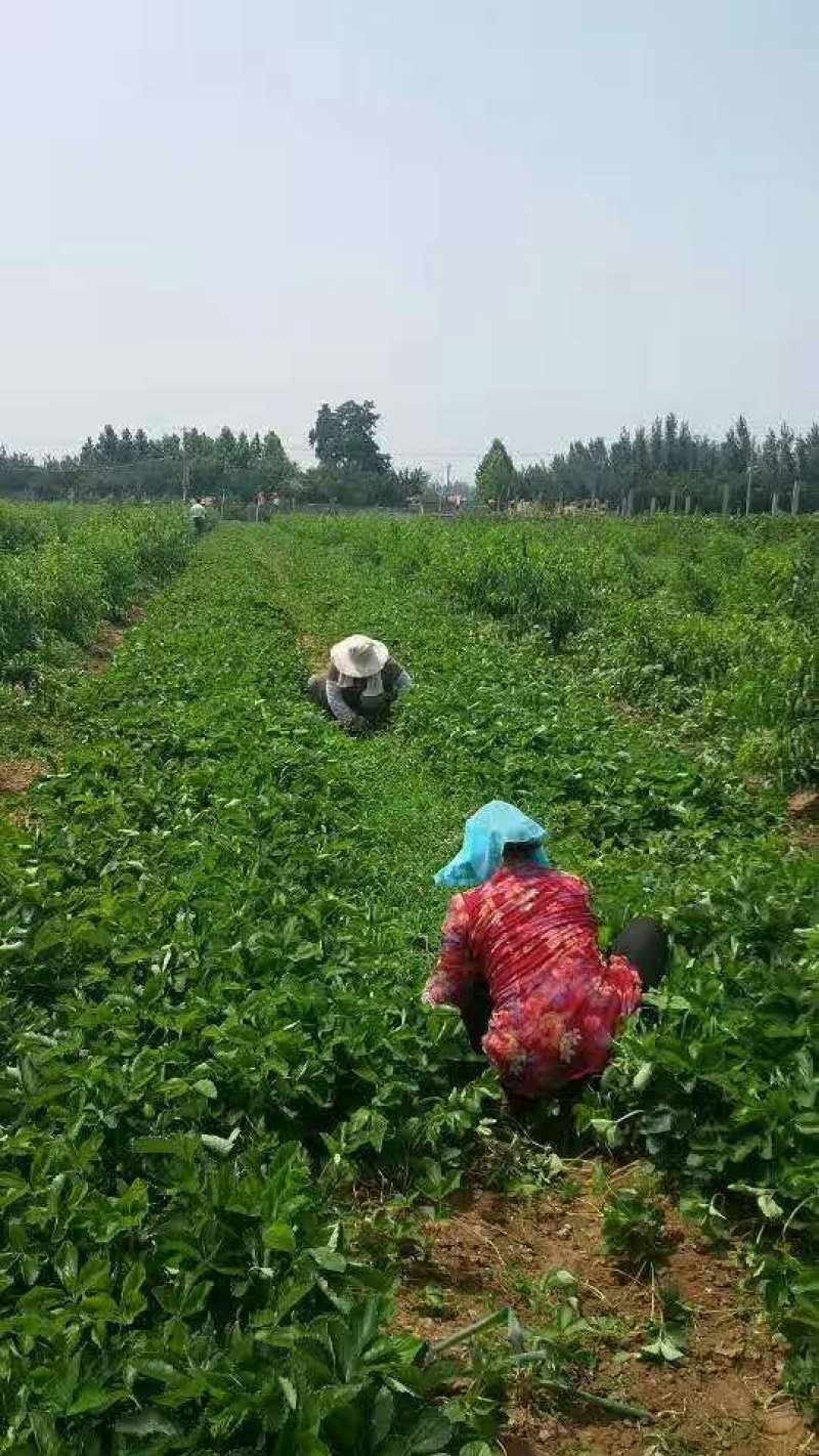 红颜九九草莓苗，甜宝，章姬，妙香，宁玉现挖现发基地直销。