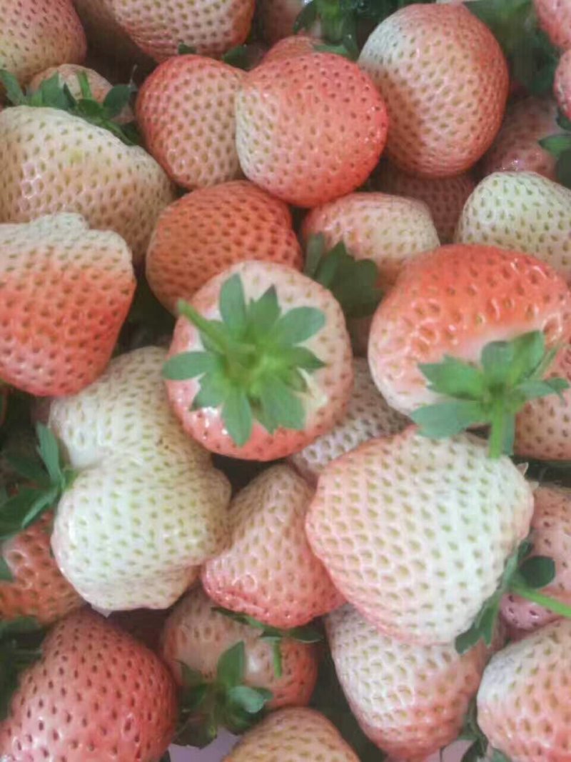 红颜九九草莓苗，甜宝，章姬，妙香，宁玉现挖现发基地直销。