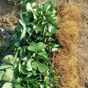 红颜九九草莓苗，甜宝，章姬，妙香，宁玉现挖现发基地直销。