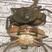 缅甸公蟹螃蟹波格力蟹孟加拉巴基斯坦印尼南非泥蟹香辣迷踪蟹